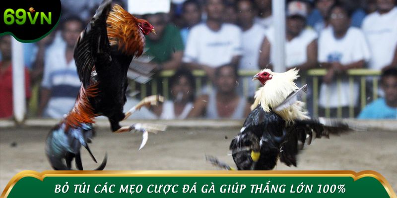 Bỏ túi các mẹo cược đá gà giúp thắng lớn 100%