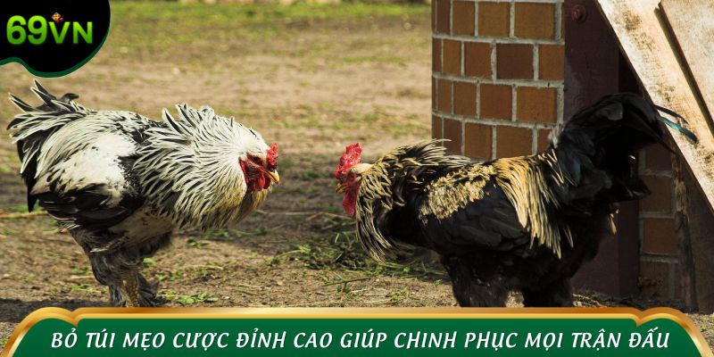 Bỏ túi những mẹo cược đỉnh cao giúp chinh phục mọi trận đấu