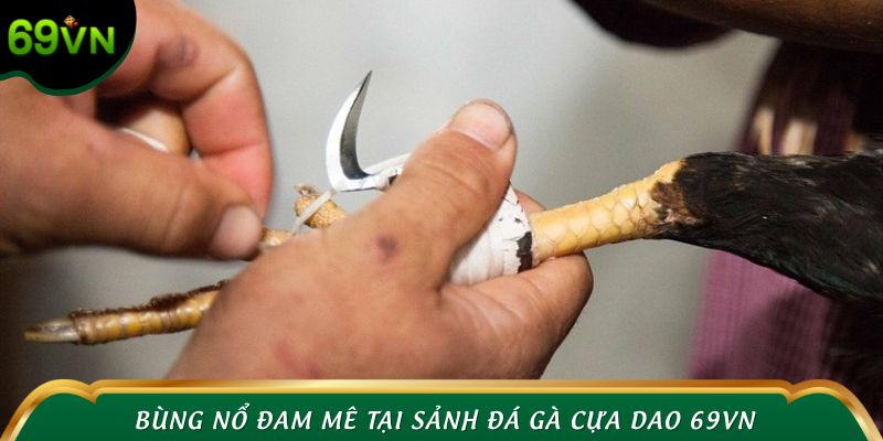 Bùng nổ đam mê tại sảnh đá gà cựa dao 69VN