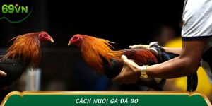 Cách Nuôi Gà Đá Bo Thần Tốc Cùng Các Chuyên Gia 69VN