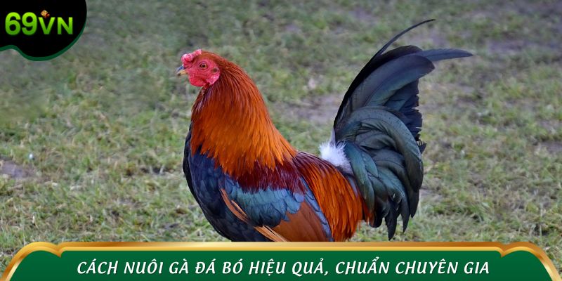 Cách nuôi gà đá bó hiệu quả, chuẩn chuyên gia