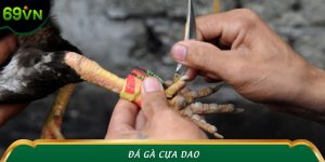 Đá Gà Cựa Dao 69VN – Cuộc Chiến Sinh Tử Không Hồi Kết