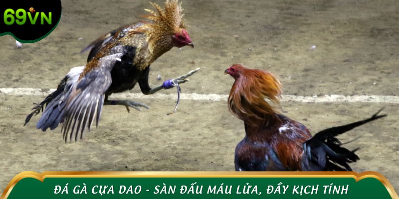 Đá gà cựa dao - Sàn đấu máu lửa, đầy kịch tính