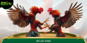 Đá Gà V368 – Sảnh Cược Trực Tuyến Máu Lửa Hàng Đầu Tại 69VN