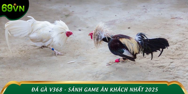 Đá gà V368 - Sảnh game ăn khách nhất 2025