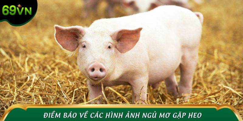 Điềm báo về các hình ảnh ngủ mơ gặp heo
