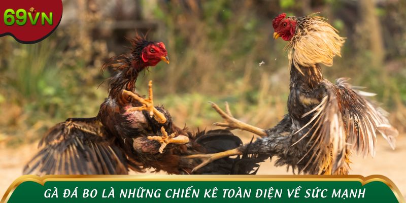 Gà đá bo là những chiến kê toàn diện về sức mạnh, thể lực