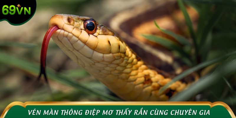 Nằm mơ thấy rắn đánh số gì? - Vén màn thông điệp cùng chuyên gia