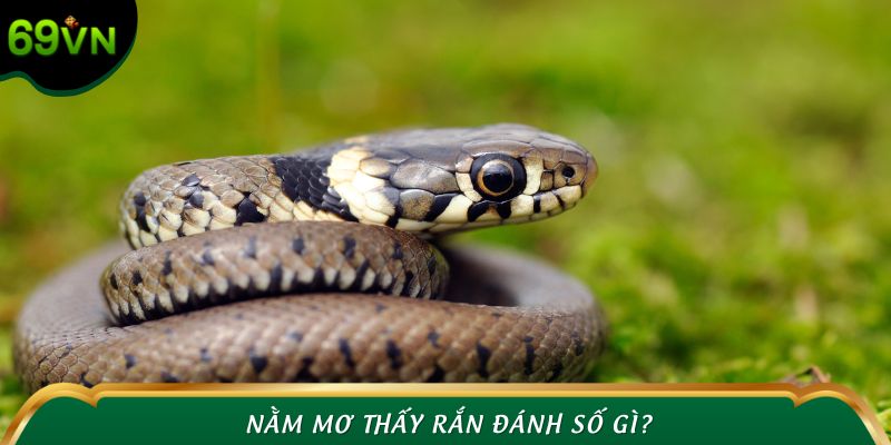Nằm Mơ Thấy Rắn Đánh Số Gì Hốt Bạc? - Gợi Ý Bảng Đề Chuẩn