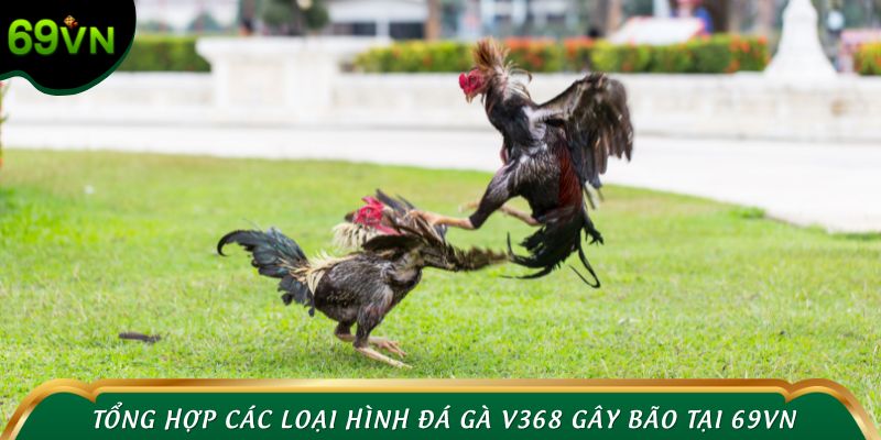 Tổng hợp các loại hình đá gà V368 gây bão tại 69VN